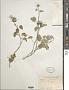 Abutilon wrightii A. Gray