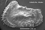 Abyssocythere sp.