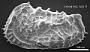 Abyssocythere sp.