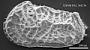 Abyssocythere sp.