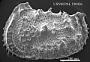 Abyssocythere sp.