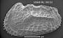 Abyssocythere sp.