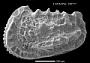 Abyssocythere sp.
