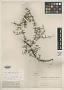 Acacia ovoidea Benth.