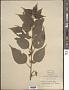 Acalypha diversifolia Jacq.