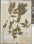Acalypha diversifolia Jacq.