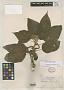 Acalypha foliosa Rusby