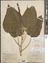 Acalypha hibiscifolia Britton & Rusby