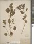 Acalypha lanceolata Willd.