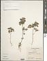 Acalypha lanceolata Willd.