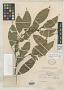 Acalypha lucida Rusby
