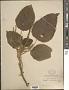 Acalypha macrostachya Jacq.
