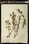 Acalypha phleoides Cav.