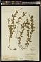 Acalypha phleoides Cav.