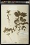 Acalypha rhomboidea Raf.