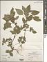 Acalypha rhomboidea Raf.