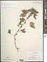 Acalypha rhomboidea Raf.