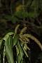 Acalypha sp.