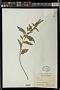Acalypha sp.