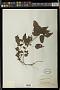 Acalypha sp.