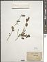 Acalypha sp.