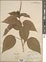 Acalypha sp.