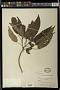 Acalypha sp.