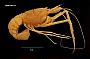 Acanthacaris caeca