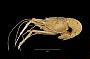 Acanthacaris caeca