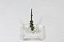 Acanthite