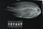 Acanthochromis polyacanthus