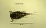 Acanthocyclops exilis