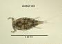 Acanthocyclops exilis