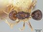 Acanthognathus lentus