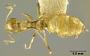 Acantholepis chapmani