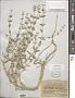 Acanthophyllum elatius Bunge