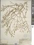 Acanthophyllum gypsophiloides Regel
