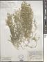 Acanthophyllum paniculatum Regel