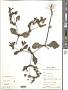 Acanthospermum hispidum DC.