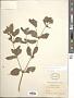 Acanthospermum hispidum DC.