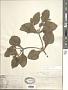 Acanthospermum hispidum DC.