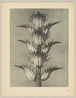 Acanthus mollis