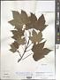 Acer caudatum Wall.