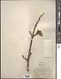 Acer macrophyllum Pursh