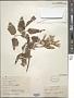 Acer negundo L.