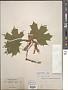 Acer platanoides L.