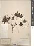 Acer platanoides L.