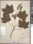 Acer pseudoplatanus L.