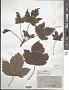 Acer pseudoplatanus L.