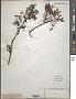 Acer rubrum L.